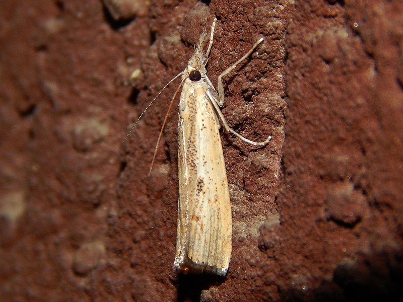 Aiuto ID crambidae